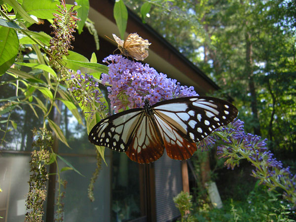 庭のアサギマダラ