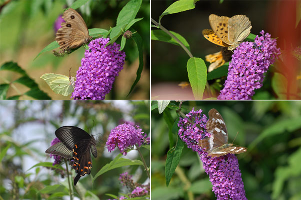 ブッドレアに来たチョウ