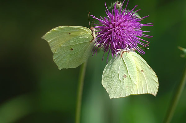 スジボソヤマキチョウ