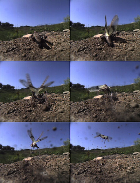 クルマバッタモドキの飛翔