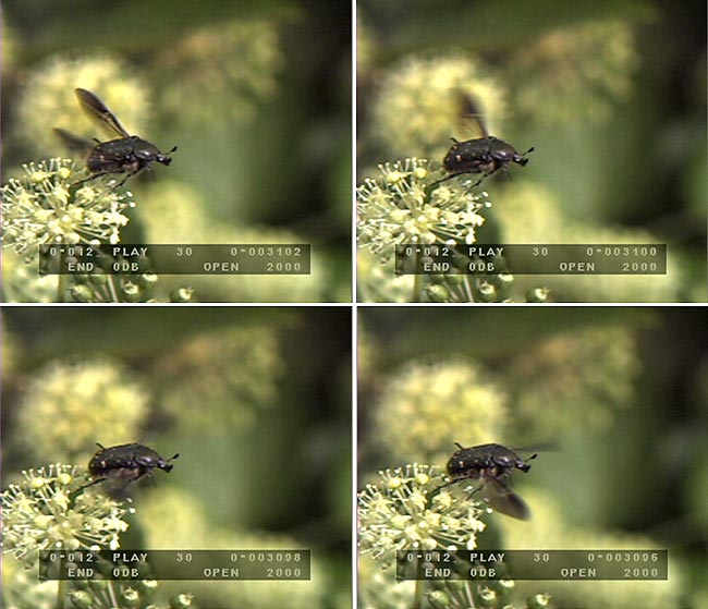 コアオハナムグリの飛びたち