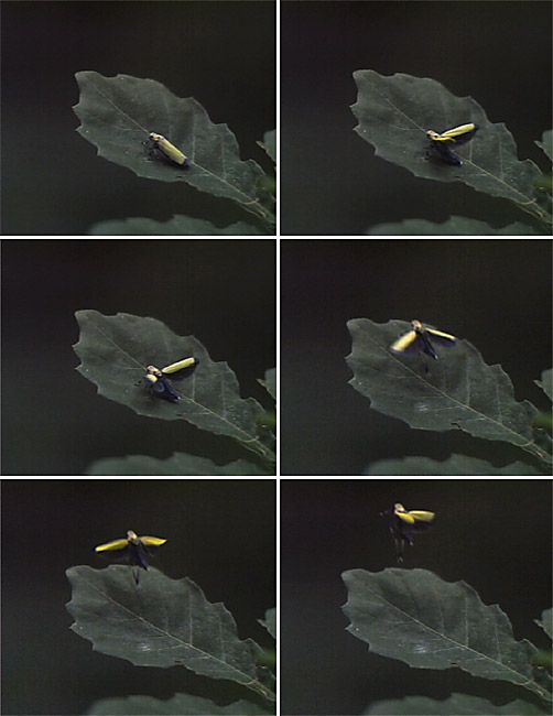 ツマグロオオヨコバイの飛びたち