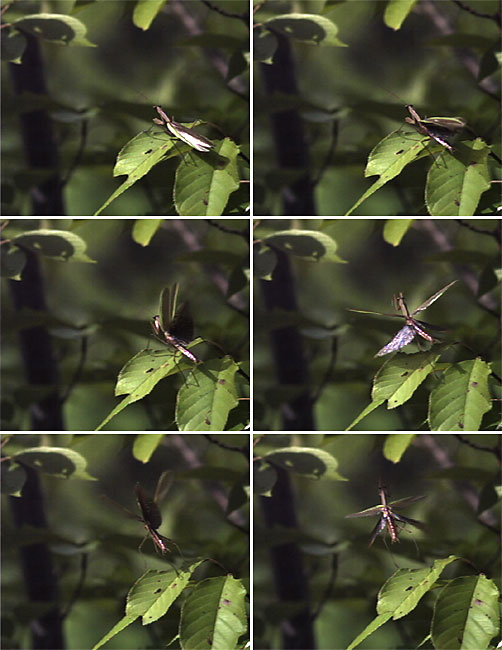 オオカマキリの飛びたち