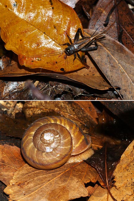 ダイセンニシキマイマイ