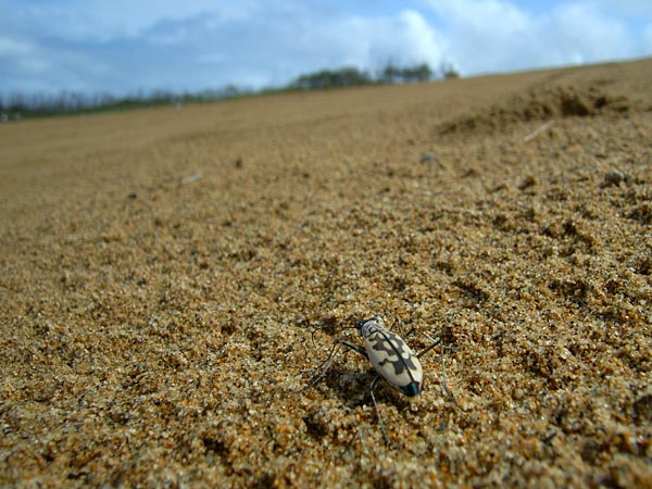 カワラハンミョウ