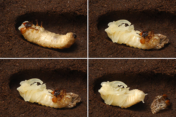 ミヤマクワガタの蛹化