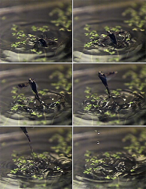 マツモムシの飛びたち