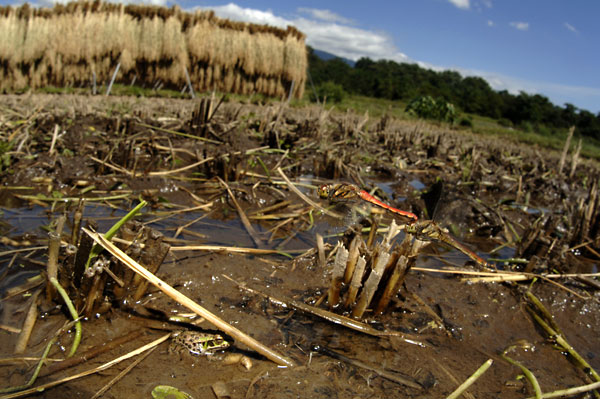 アキアカネの産卵