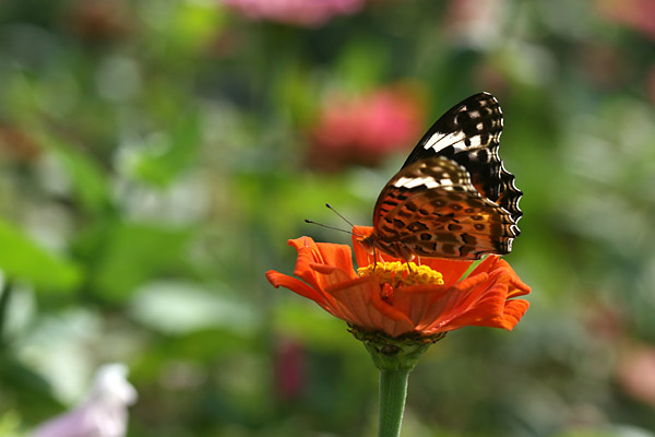 ツマグロヒョウモンのメス
