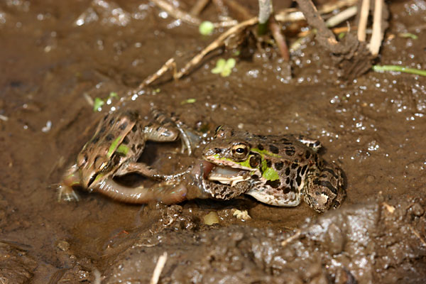 ミミズを取り合うダルマガエル