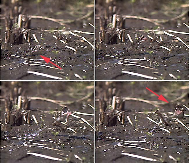 アキアカネを捕らえたカエル（高速ビデオから）