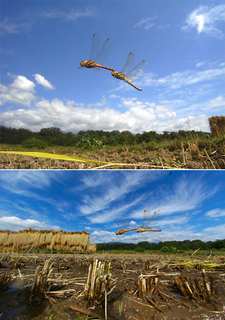 アキアカネの連結飛翔
