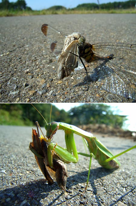 道路の上でいただきます