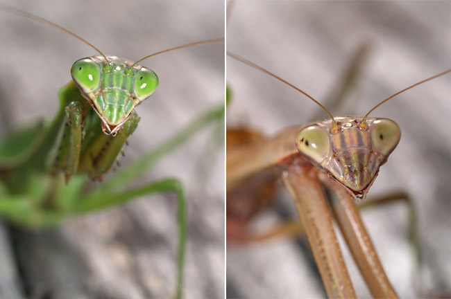 オオカマキリの顔