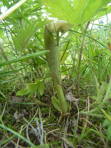オオカマキリの産卵