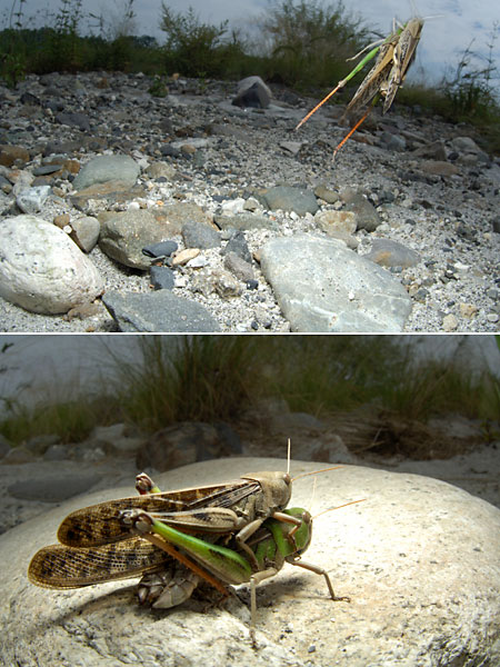 トノサマバッタのジャンプ