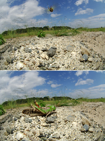 トノサマバッタの飛翔