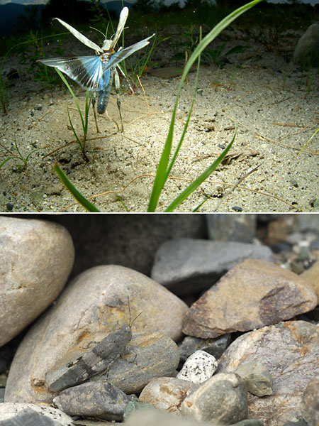 カワラバッタの飛翔