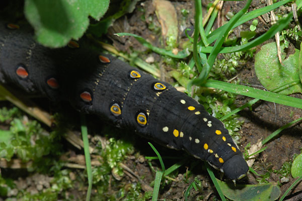 セスジスズメの幼虫