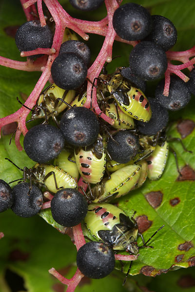 エサキモンキツノカメムシの幼虫