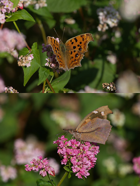 赤いソバの花に来たチョウ二種