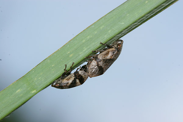 アワフキムシの交尾