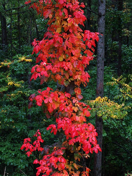 ツタウルシの紅葉(E-500)