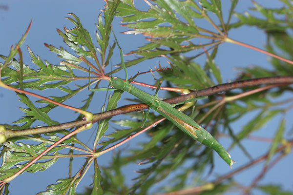 ヤスマツトビナナフシ
