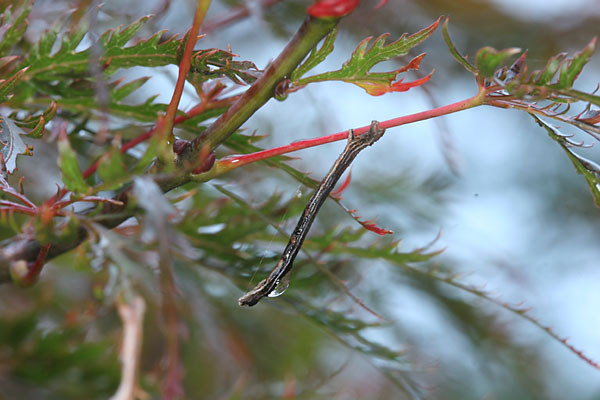 雨の中のシャクトリムシ