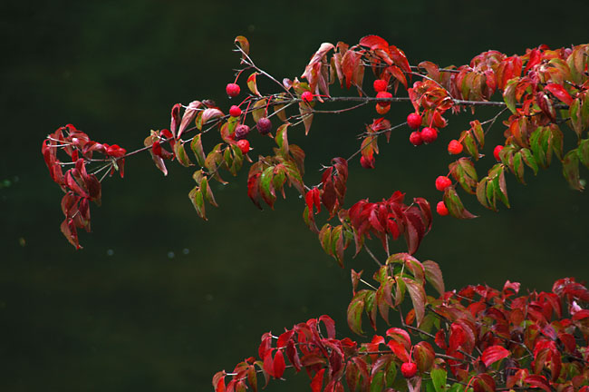 ヤマボウシの実