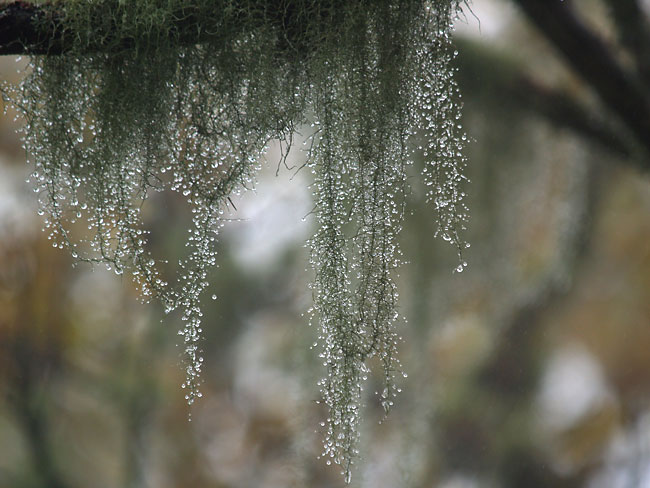 雨に濡れるサルオガセ
