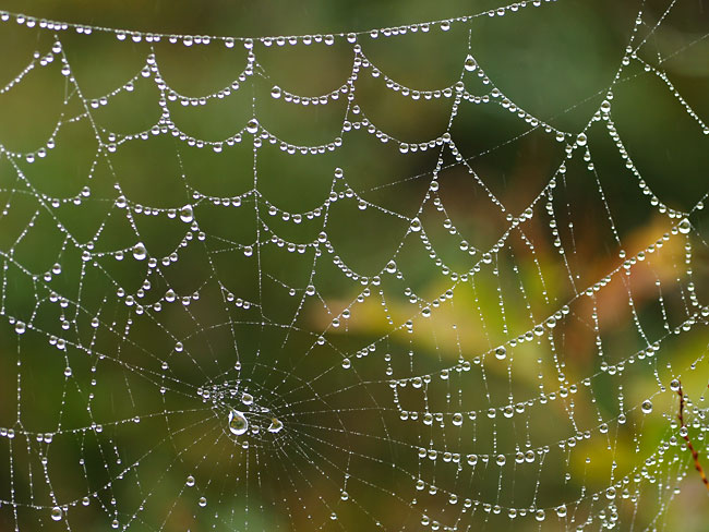 雨に濡れるクモの巣をE-500で撮影