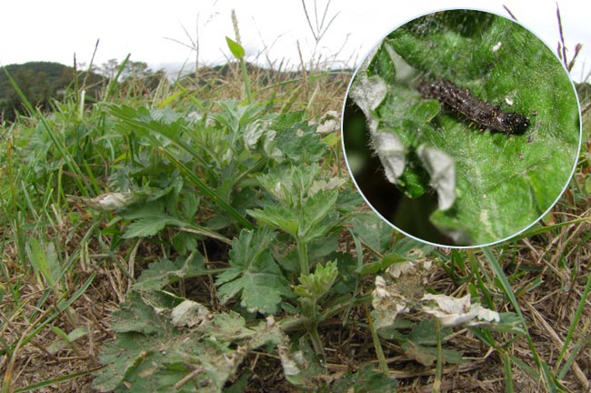 ヒメアカタテハの幼虫