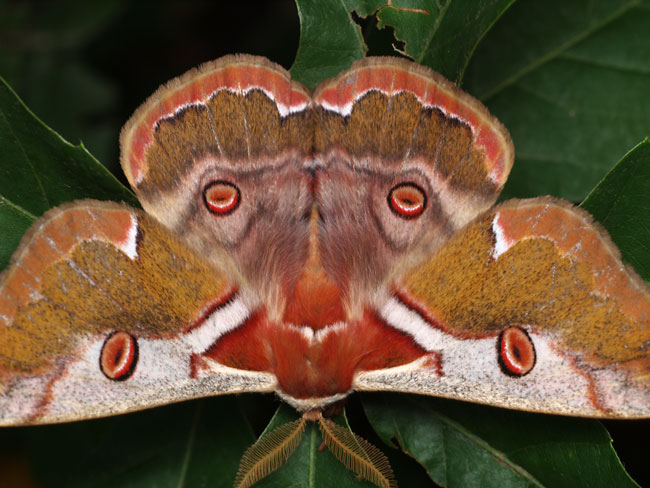 ヒメヤママユの眼状紋