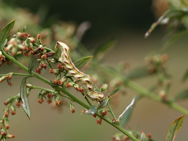 ヨモギの花穂に似た虫（ホシヒメセダカモクメ）