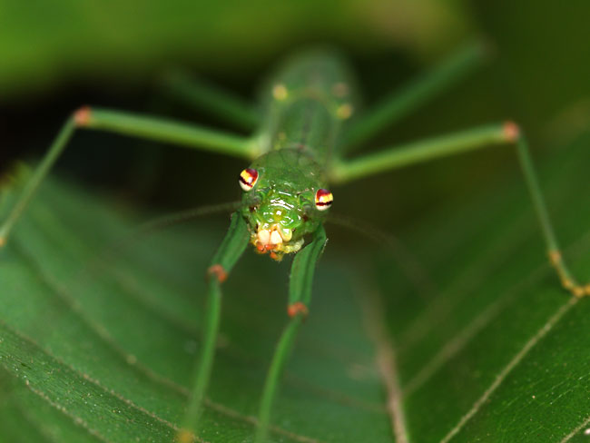 ヤスマツトビナナフシの顔