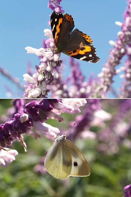 アメジストセージに来たチョウ