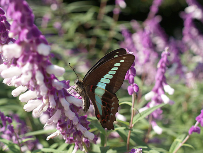 アオスジアゲハ(E-500、35Macro＋1.4X）