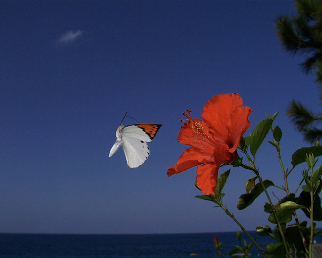 「デジカメ自然観察2」ツマベニチョウの飛翔（1998年11月）