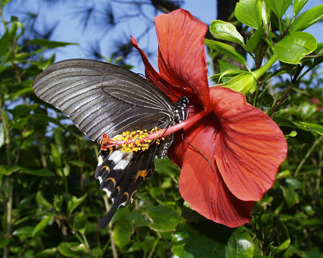 「デジカメ自然観察3」よい写真が撮れたのはなぜだろう（1998年11月）