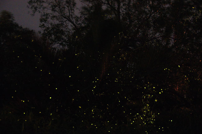 「デジカメ自然観察7」デジカメは記録が残る