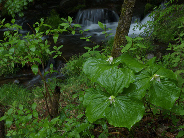 「デジカメ自然観察9」データを利用する2