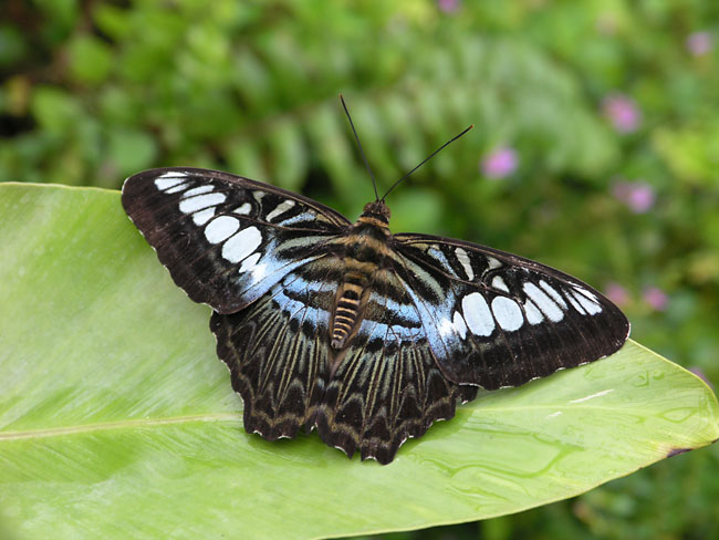 「デジカメ自然観察9」自然観察用のコンパクトデジカメ1