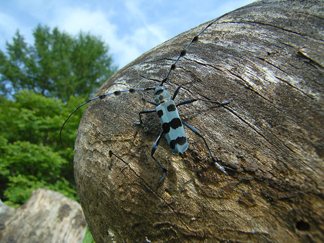 「デジカメ自然観察10」自然観察用のコンパクトデジカメ2