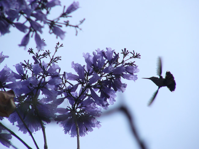 「デジカメ自然観察11」自然観察用のコンパクトデジカメ3