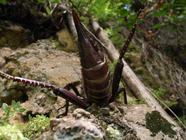 サカダチコノハナナフシ