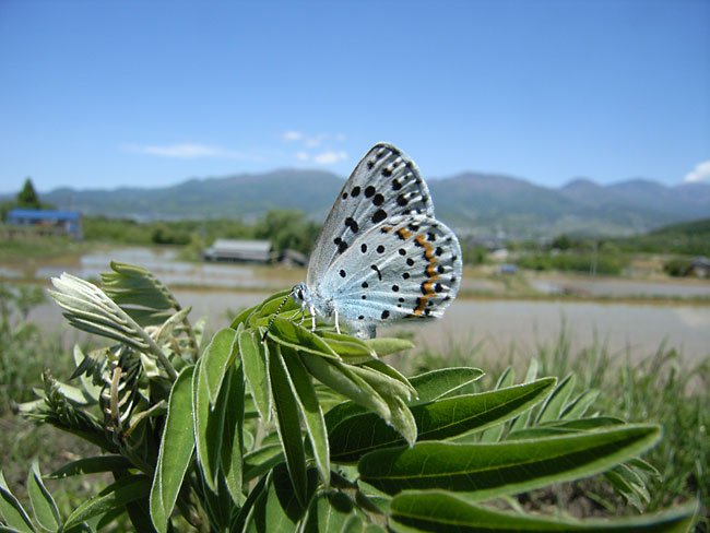 「デジカメ自然観察14」接写での被写界深度