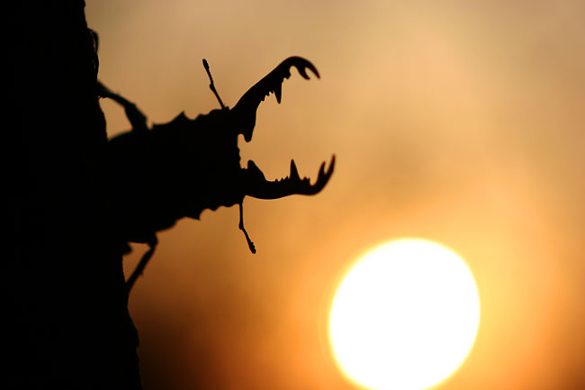 「デジカメ自然観察15」デジタル一眼レフ1