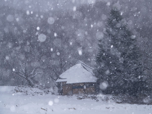 「デジカメ自然観察16」自然観察用のデジタル一眼レフ2