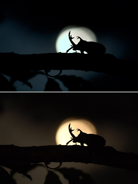 「デジカメ自然観察17」撮影の画質モードの選び方1